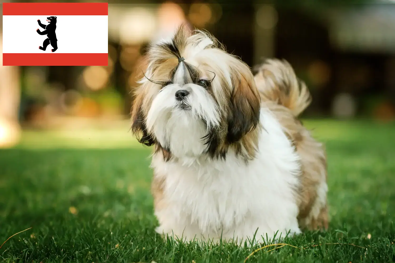 Přečtete si více ze článku Chovatelé shih tzu a štěňat v Berlíně