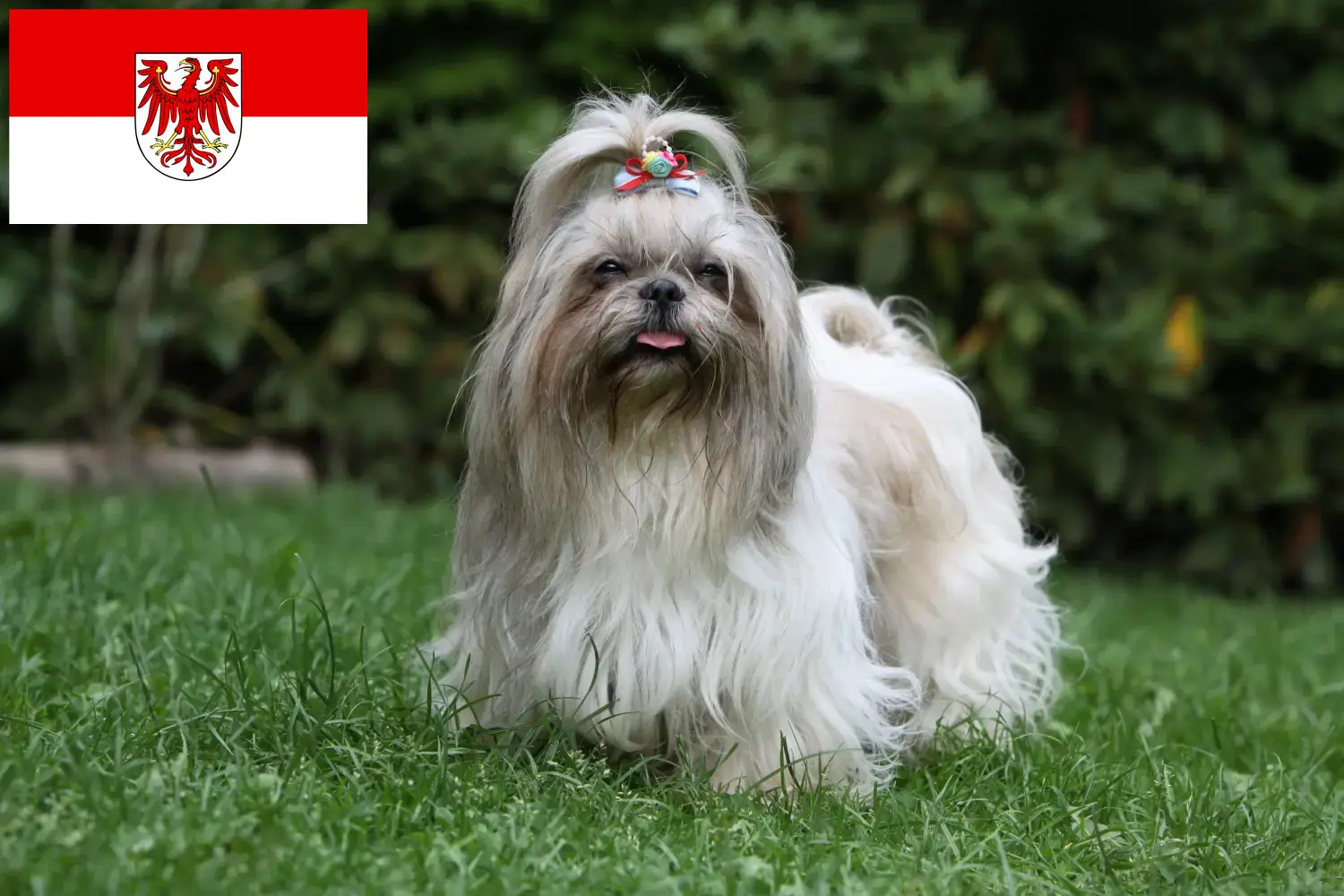 Přečtete si více ze článku Chovatelé shih tzu a štěňat v Brandenburgu