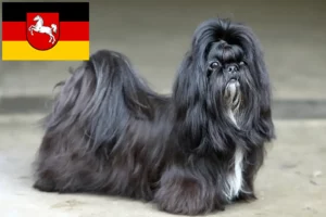 Přečtete si více ze článku Chovatelé shih tzu a štěňat v Dolním Sasku