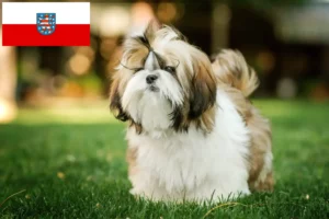 Přečtete si více ze článku Chovatelé shih tzu a štěňat v Durynsku