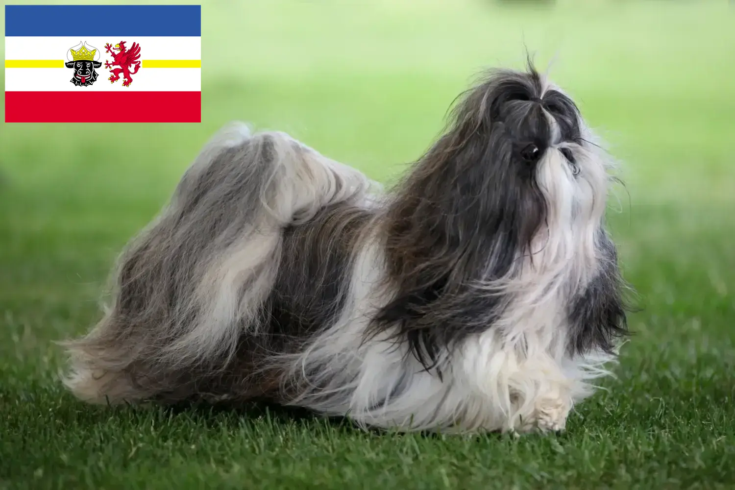 Přečtete si více ze článku Chovatelé shih tzu a štěňat v Meklenbursku-Předním Pomořansku