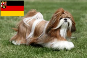 Přečtete si více ze článku Chovatelé shih tzu a štěňat v Porýní-Falci