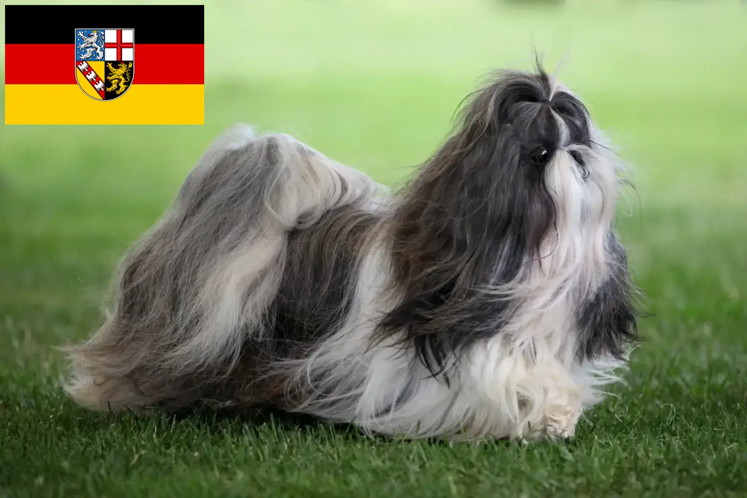 Přečtete si více ze článku Chovatelé shih tzu a štěňata v Sársku