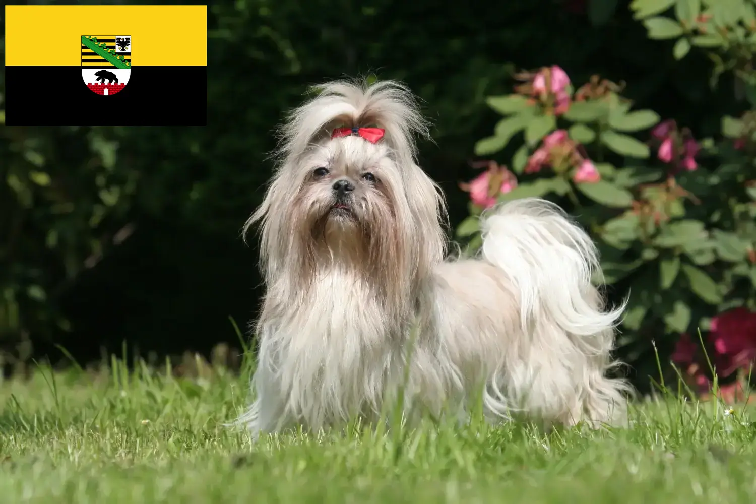 Přečtete si více ze článku Chovatelé shih tzu a štěňat v Sasku-Anhaltsku