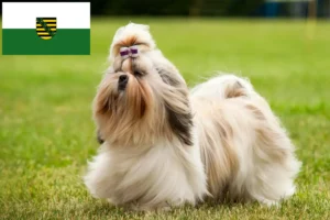 Přečtete si více ze článku Chovatelé shih tzu a štěňata v Sasku