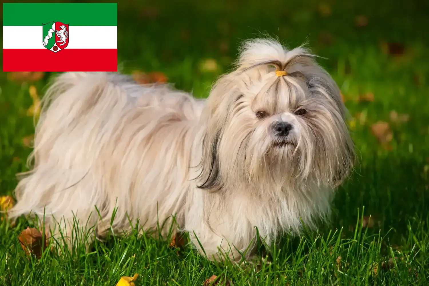 Přečtete si více ze článku Chovatelé shih tzu a štěňat v Severním Porýní-Vestfálsku