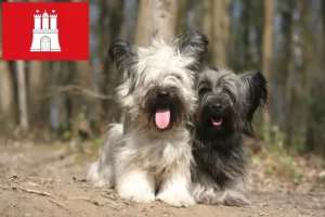 Přečtete si více ze článku Chovatelé skye teriérů a štěňat v Hamburku