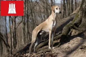 Přečtete si více ze článku Chovatelé a štěňata Sloughi v Hamburku