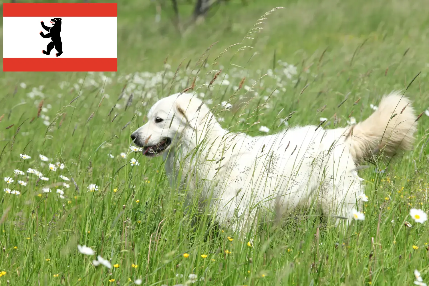 Přečtete si více ze článku Slovensky Cuvac chovatelé a štěňata v Berlíně