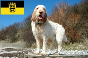 Přečtete si více ze článku Chovatelé a štěňata Spinone Italiano v Bádensku-Württembersku