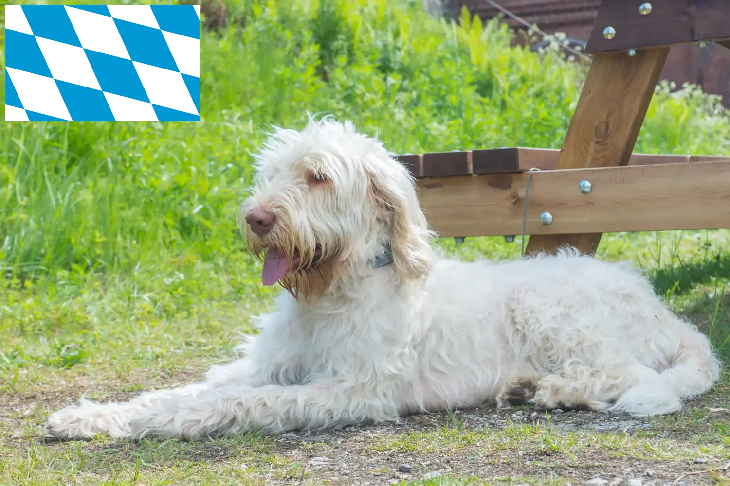 Přečtete si více ze článku Chovatelé a štěňata Spinone Italiano v Bavorsku