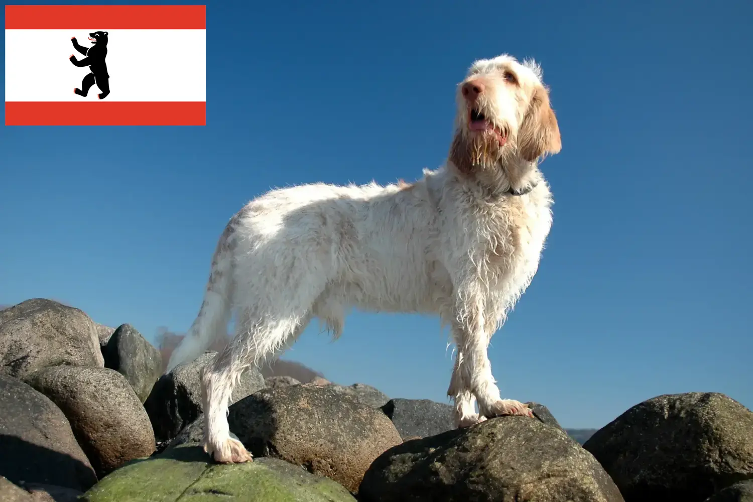 Přečtete si více ze článku Chovatelé a štěňata Spinone Italiano v Berlíně