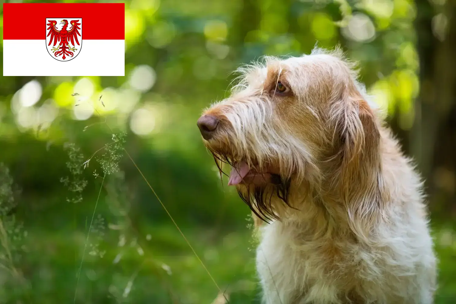 Přečtete si více ze článku Chovatelé a štěňata Spinone Italiano v Brandenburgu