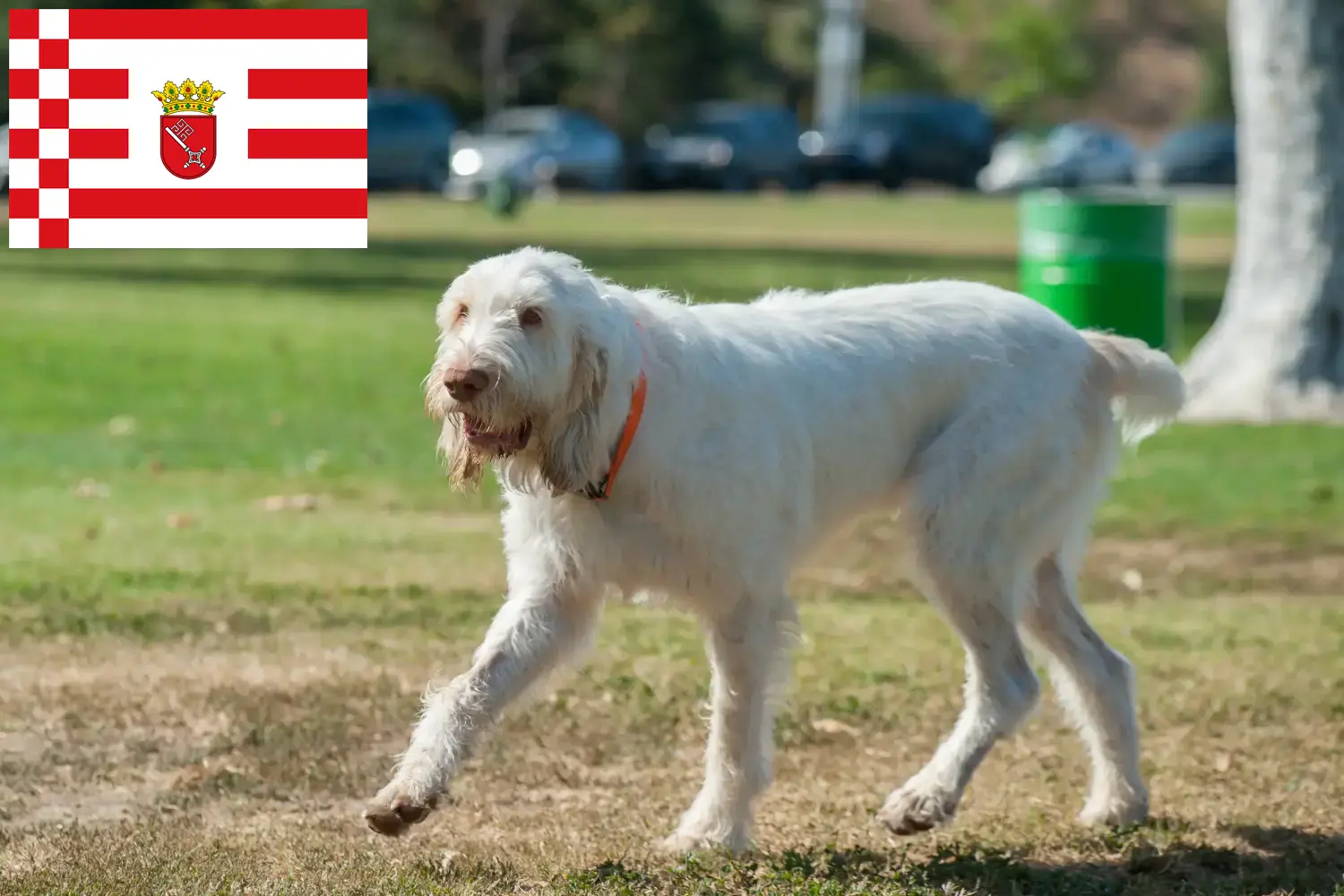 Přečtete si více ze článku Chovatelé a štěňata Spinone Italiano v Brémách