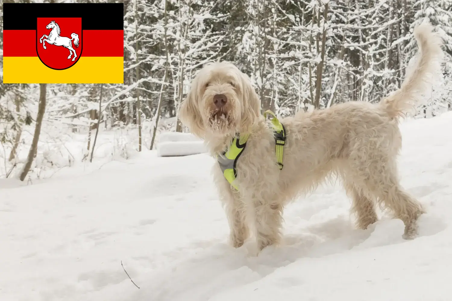 Přečtete si více ze článku Chovatelé a štěňata Spinone Italiano v Dolním Sasku