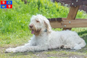 Přečtete si více ze článku Spinone Italiano chovatelé a štěňata v Hradci Králové