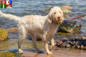 Přečtete si více ze článku Spinone Italiano chovatelé a štěňata v Jižních Čechách