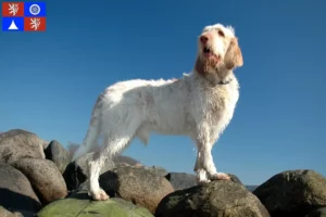 Přečtete si více ze článku Chovatelé a štěňata Spinone Italiano v Liberci