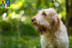 Přečtete si více ze článku Chovatelé a štěňata Spinone Italiano v Moravskoslezském kraji