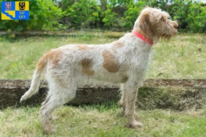 Přečtete si více ze článku Spinone Italiano chovatelé a štěňata v Olomouci