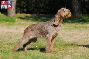 Přečtete si více ze článku Spinone Italiano chovatelé a štěňata v Pardubicích