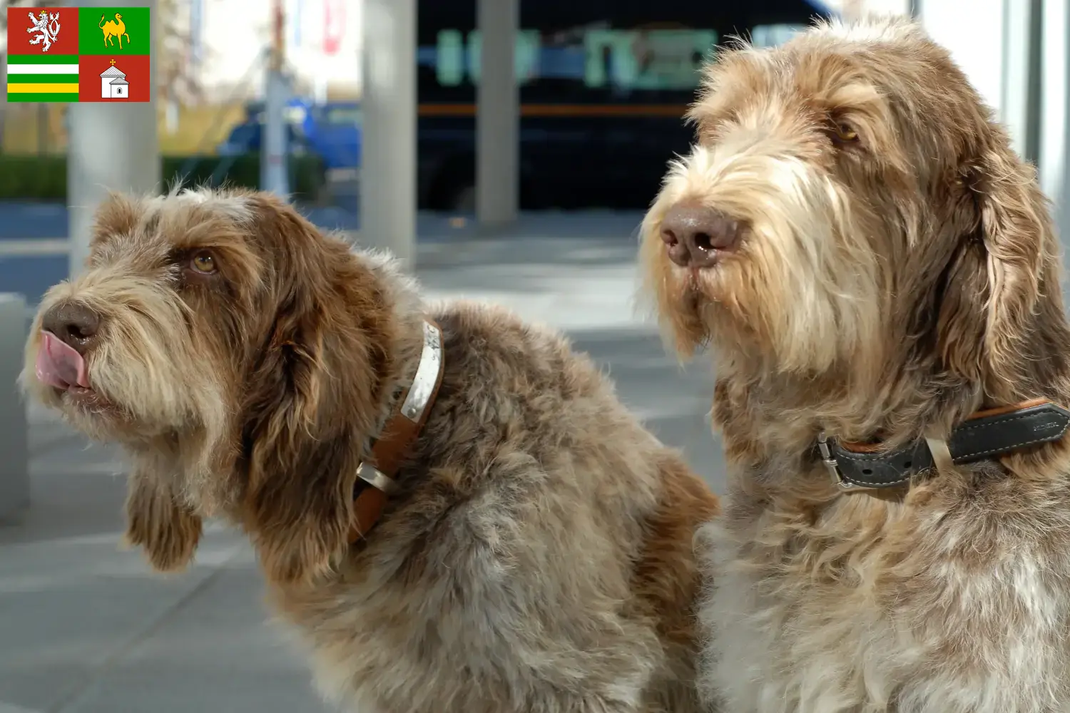 Přečtete si více ze článku Spinone Italiano chovatelé a štěňata v Plzni