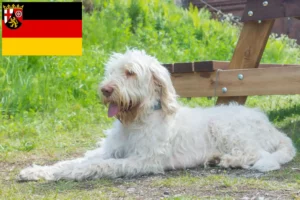 Přečtete si více ze článku Chovatelé a štěňata Spinone Italiano v Porýní-Falci