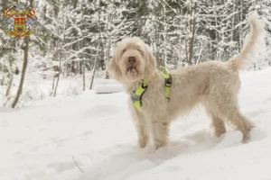 Přečtete si více ze článku Spinone Italiano chovatelé a štěňata v Praze