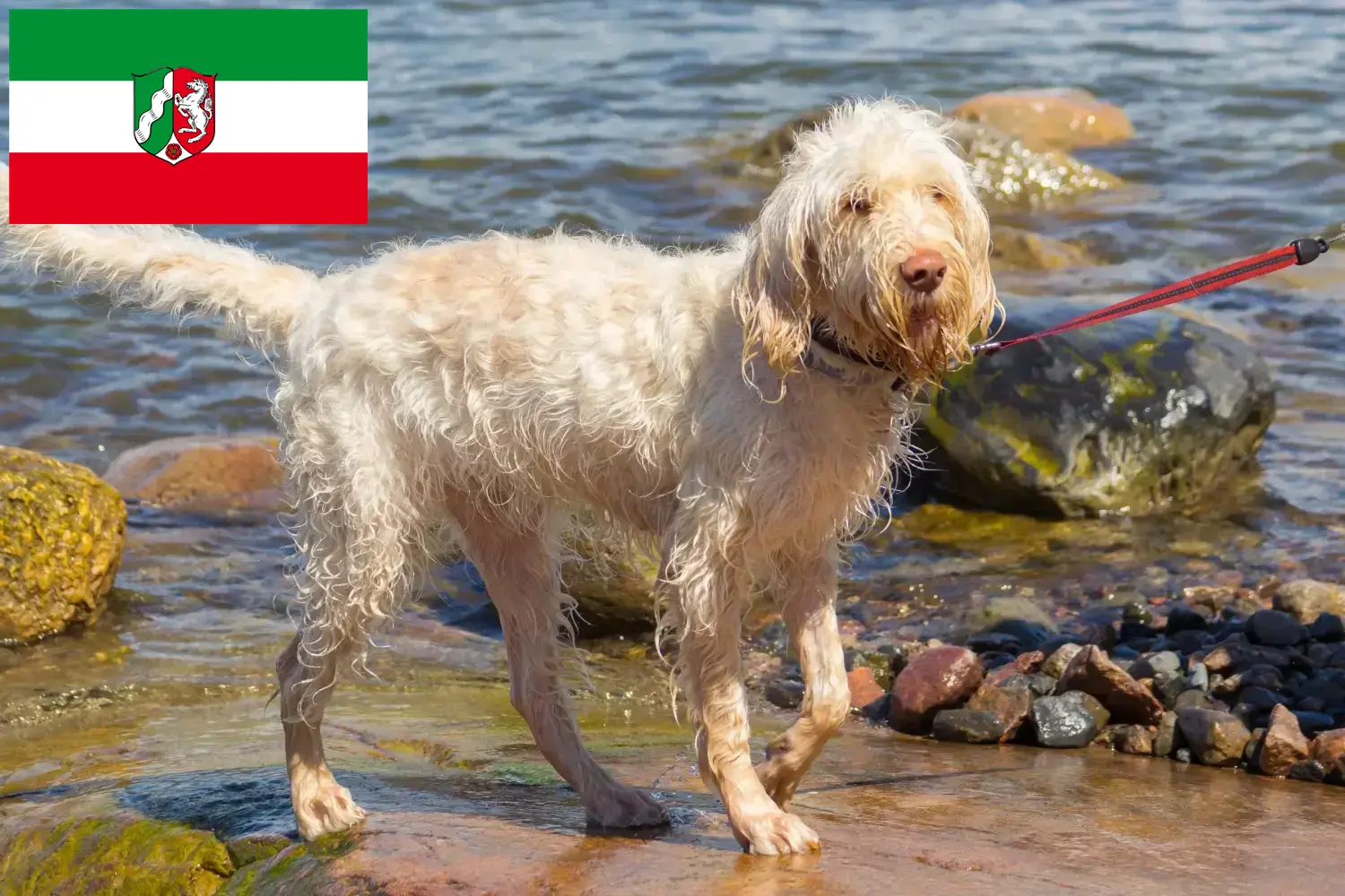 Přečtete si více ze článku Chovatelé a štěňata Spinone Italiano v Severním Porýní-Vestfálsku