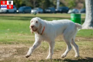 Přečtete si více ze článku Chovatelé a štěňata Spinone Italiano ve Středočeském kraji