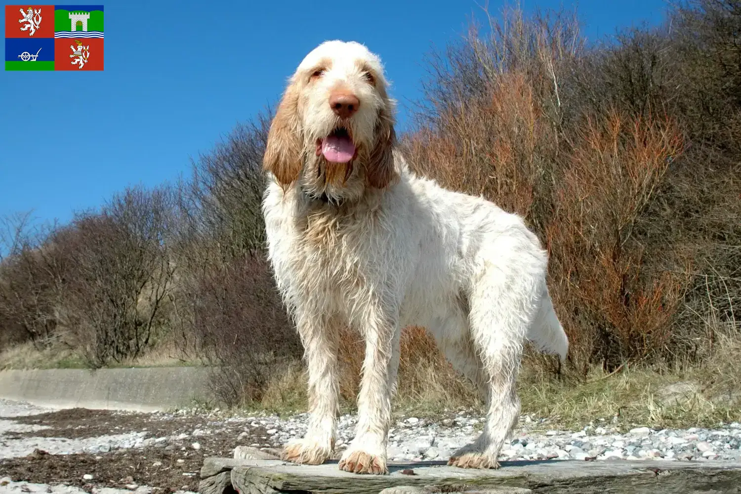 Přečtete si více ze článku Spinone Italiano chovatelé a štěňata v Ústí