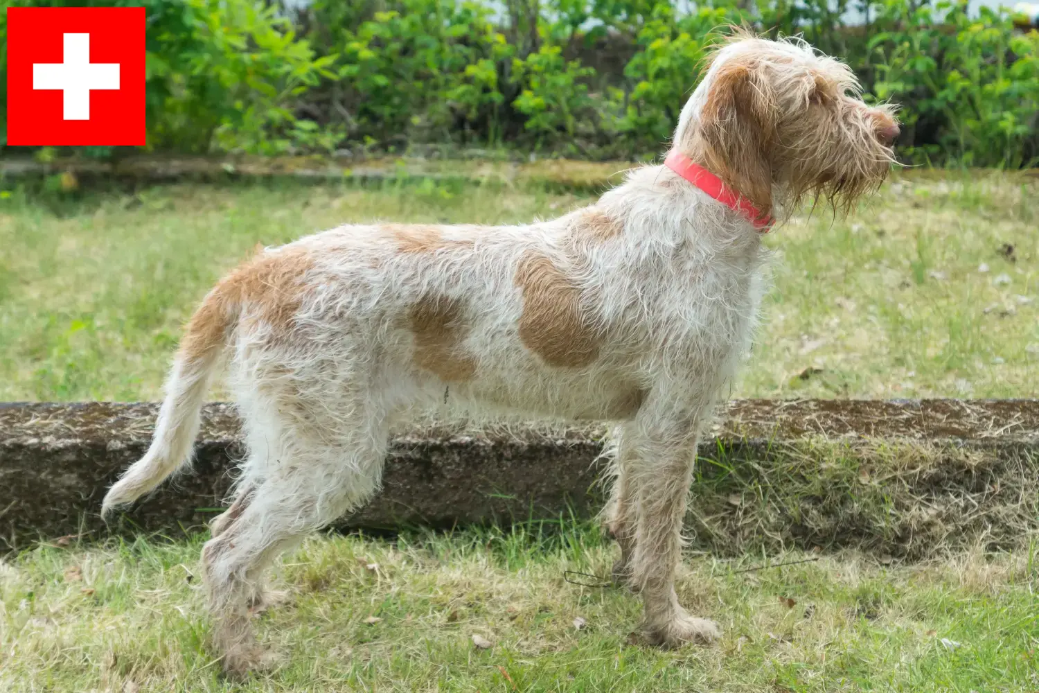 Přečtete si více ze článku Chovatelé a štěňata Spinone Italiano ve Švýcarsku