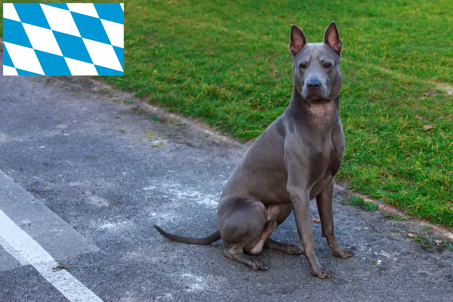 Přečtete si více ze článku Chovatelé thajských ridgebacků a štěňata v Bavorsku