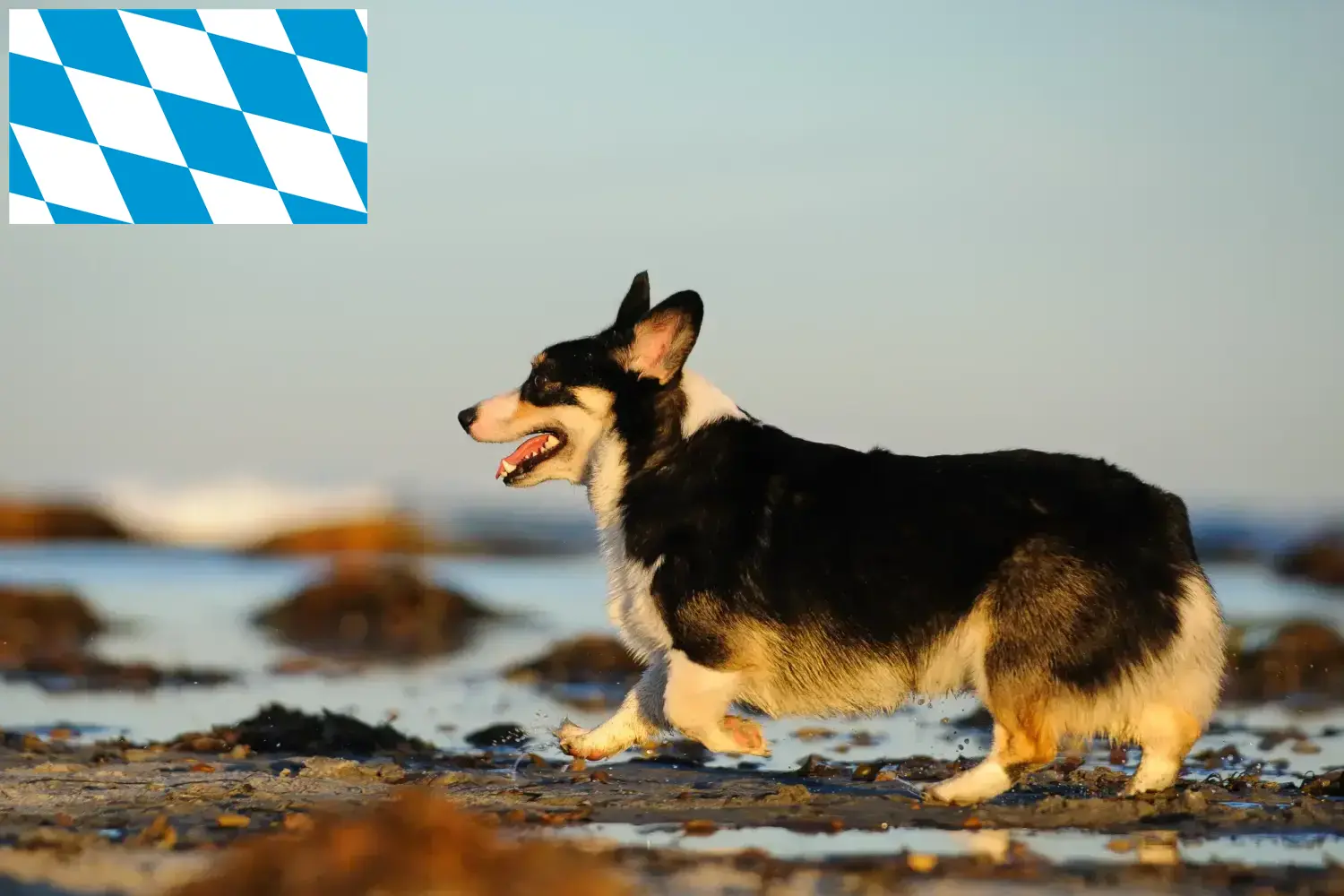 Přečtete si více ze článku Chovatelé velšských corgiů a štěňat v Bavorsku