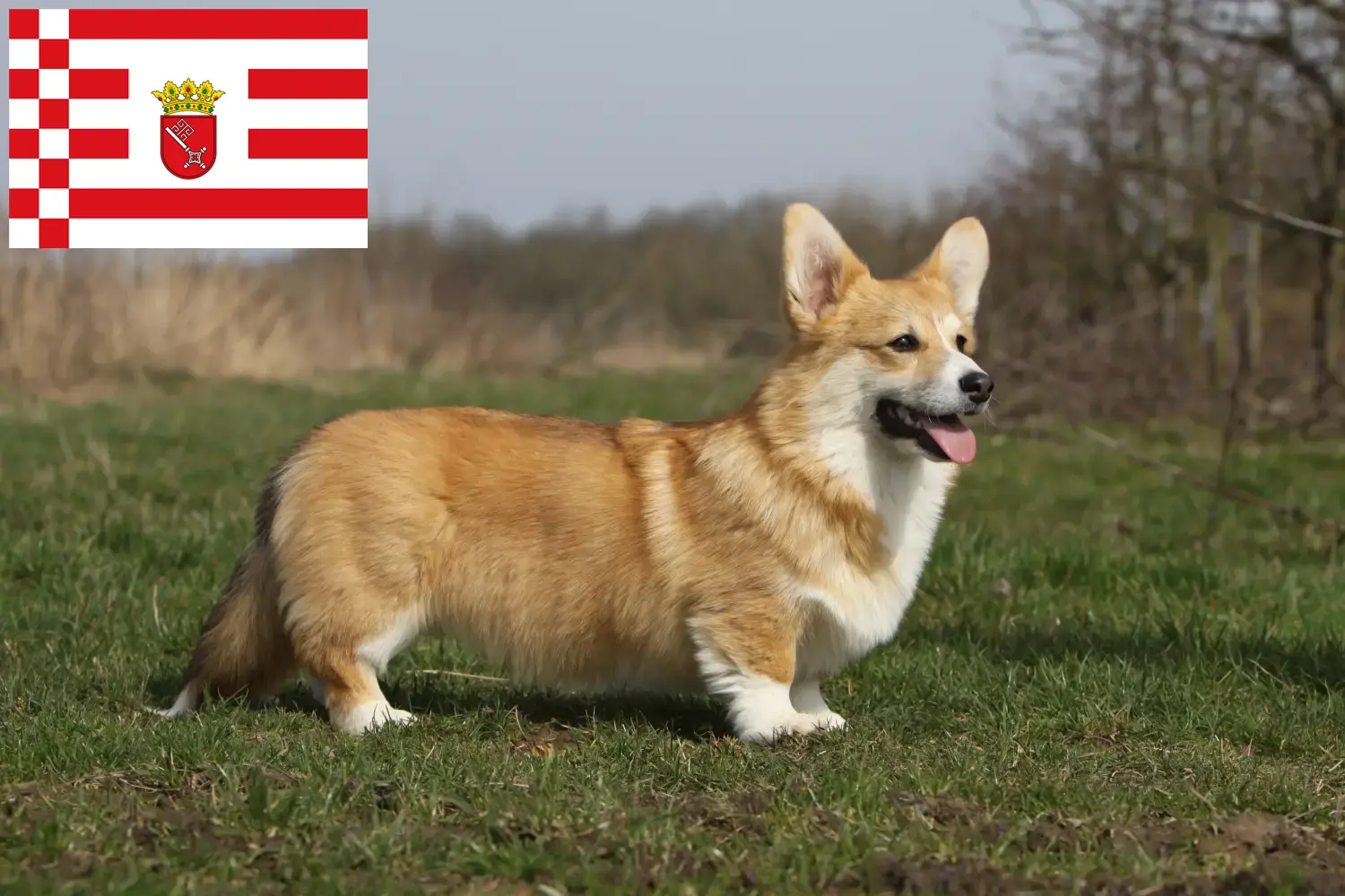 Přečtete si více ze článku Chovatelé velšských corgiů a štěňat v Brémách