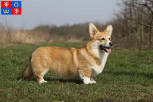 Přečtete si více ze článku Chovatelé velšských corgiů a štěňat v Hradci Králové