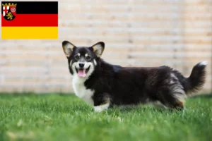 Přečtete si více ze článku Chovatelé velšských corgiů a štěňat v Porýní-Falci