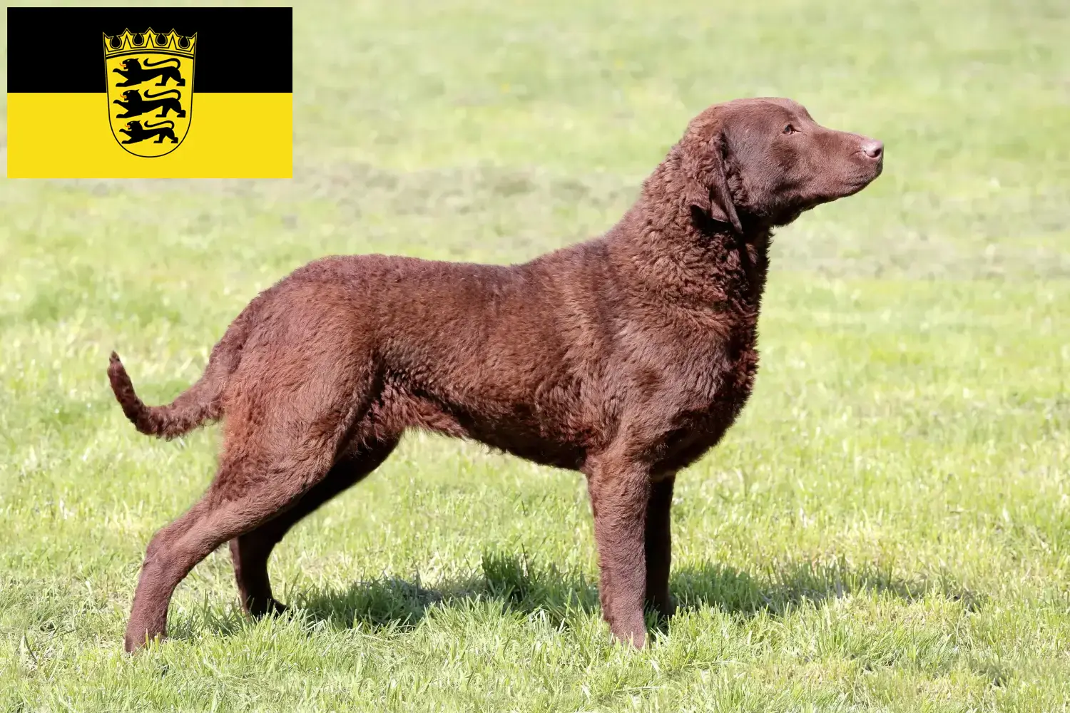 Přečtete si více ze článku Chesapeake Bay Retriever chovatelé a štěňata v Bádensku-Württembersku