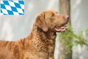 Přečtete si více ze článku Chesapeake Bay Retriever chovatelé a štěňata v Bavorsku