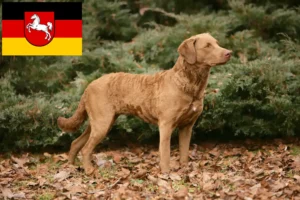 Přečtete si více ze článku Chovatelé a štěňata Chesapeake Bay Retrieverů v Dolním Sasku