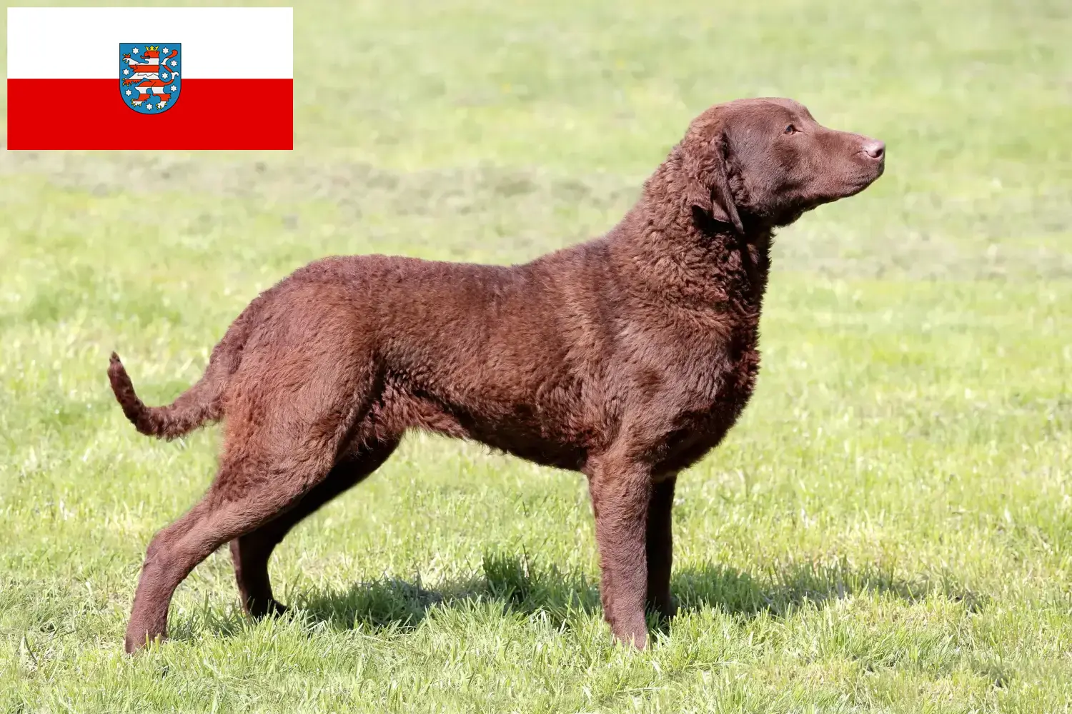 Přečtete si více ze článku Chovatelé a štěňata Chesapeake Bay Retrieverů v Durynsku