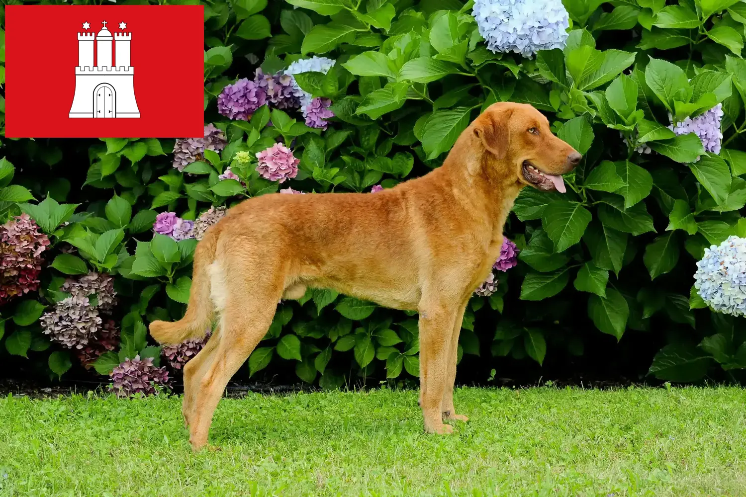 Přečtete si více ze článku Chesapeake Bay Retriever chovatelé a štěňata v Hamburku