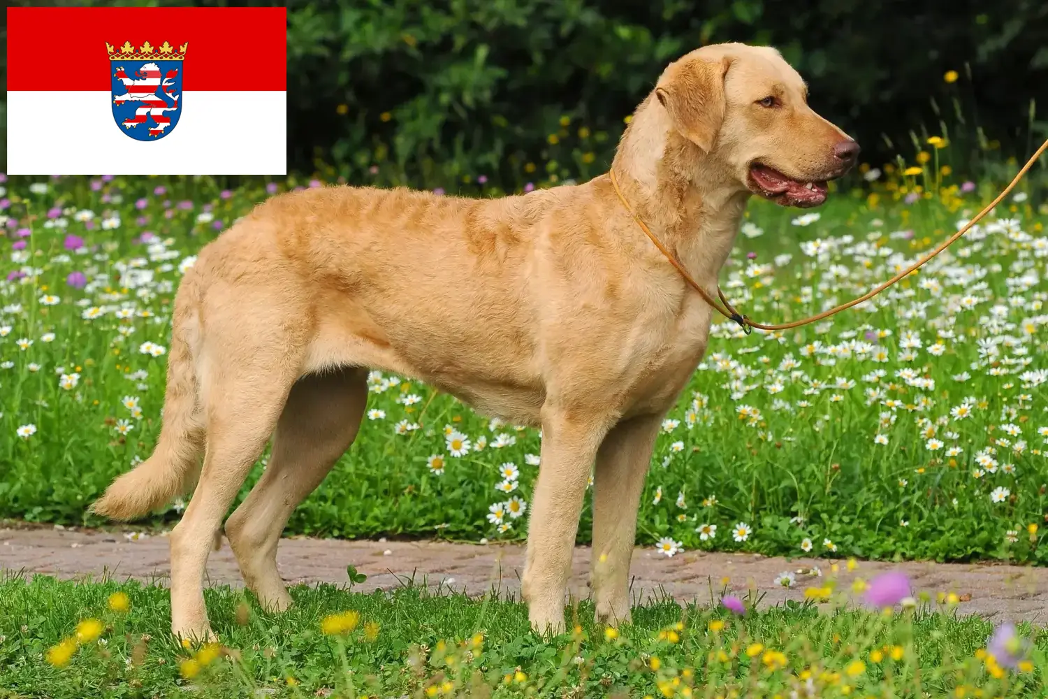 Přečtete si více ze článku Chesapeake Bay Retriever chovatelé a štěňata v Hesensku