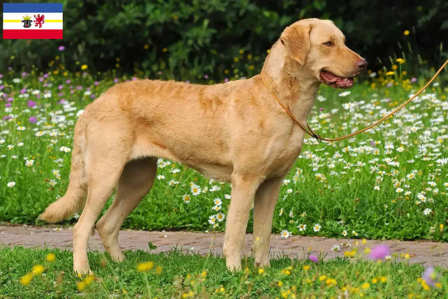 Přečtete si více ze článku Chovatelé a štěňata Chesapeake Bay Retrieverů v Meklenbursku-Předním Pomořansku