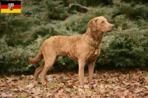 Přečtete si více ze článku Chesapeake Bay Retriever chovatelé a štěňata v Sársku