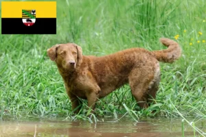 Přečtete si více ze článku Chovatelé a štěňata Chesapeake Bay Retrieverů v Sasku-Anhaltsku