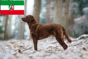 Přečtete si více ze článku Chesapeake Bay Retriever chovatelé a štěňata v Severním Porýní-Vestfálsku