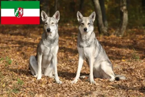 Přečtete si více ze článku Chovatelé vlkodavů Saarloos a štěňata v Severním Porýní-Vestfálsku