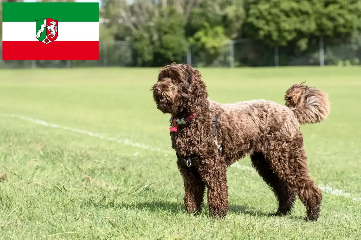 Přečtete si více ze článku Chovatelé labradoodlů a štěňat v Severním Porýní-Vestfálsku