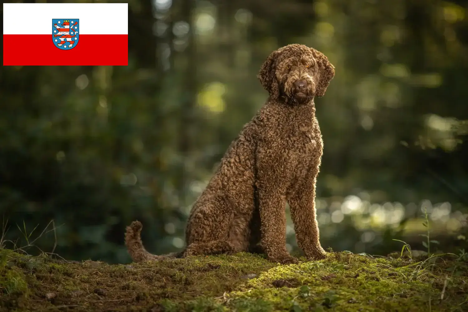 Přečtete si více ze článku Chovatelé labradoodlů a štěňat v Durynsku